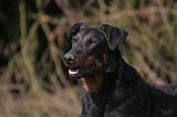 BEAUCERON 1010